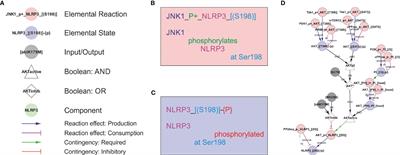 A detailed molecular network map and model of the NLRP3 inflammasome